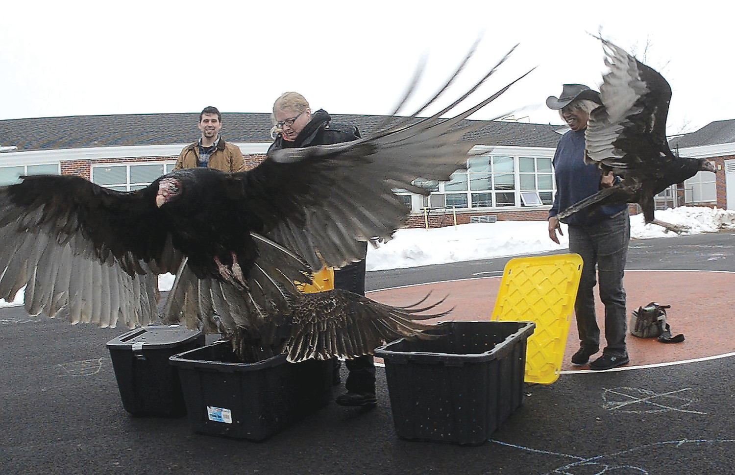 Zak Mertz, director of Cape Wildlife center, Olivia Legrow, of Mass Raptor center, and Marla Isaac, director of Mass Raptor Center, release five turkey vultures while Alice A. Macomber School children look out their windows on Thursday morning.